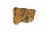 Partial Triceratops Shed Tooth - Montana #72507-2
